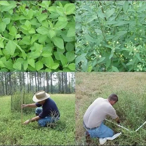 thumbnail for publication: A Native Growing Season Forage for Wildlife—Teaweed, Sida acuta Burm. f.